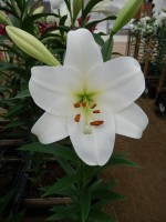 [5599 VH29 No02.JPG]